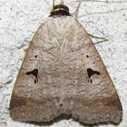 Lygephila pastinum Lygephila pastinum